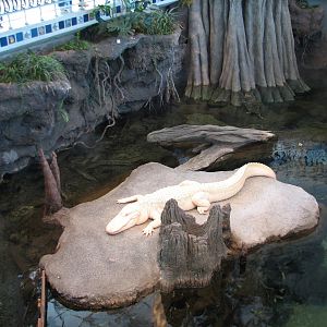 Southern Swamp - Albino American Alligator, Alligator Snapping Turtle, Larg