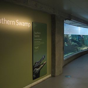 Southern Swamp - Albino American Alligator, Alligator Snapping Turtle, Larg