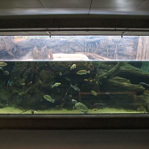 Southern Swamp - Albino American Alligator, Alligator Snapping Turtle, Larg