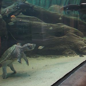 Southern Swamp - Albino American Alligator, Alligator Snapping Turtle, Larg