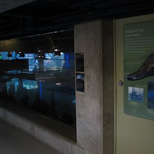 Southern Swamp - Alligator Gar and Texas Cichlid Exhibit