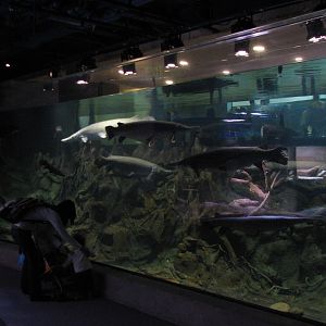 Southern Swamp - Alligator Gar and Texas Cichlid Exhibit