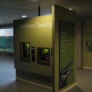 Southern Swamp - Lesser Siren and Golden Topminnow Exhibit and Everglades P