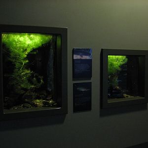 Southern Swamp - Lesser Siren and Golden Topminnow Exhibit and Everglades P