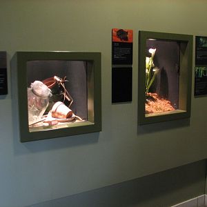 Southern Swamp - Black Widow Exhibit and Oak Toad, Green Treefrog, and Pitc
