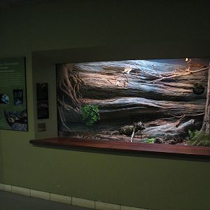 Southern Swamp - Snake Exhibit