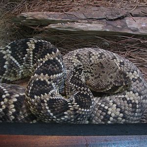 Southern Swamp - Snake Exhibit - Eastern Diamondback Rattlesnake