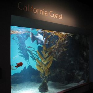 California Coast - Giant Seabass Exhibit