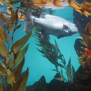 California Coast - Giant Seabass Exhibit