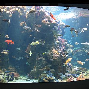 California Coast - Northern California Coast Main Tank