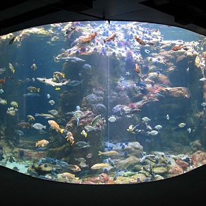 California Coast - Northern California Coast Main Tank