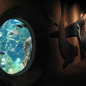 California Coast - Northern California Coast Main Tank