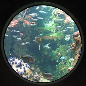 California Coast - Northern California Coast Main Tank