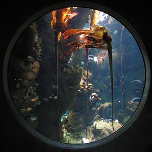 California Coast - Northern California Coast Main Tank