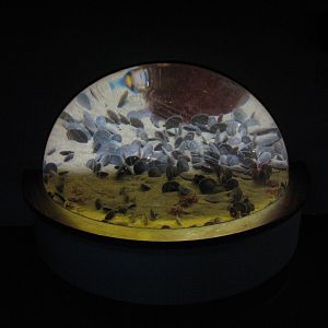 California Coast - Sand Dollar Exhibit