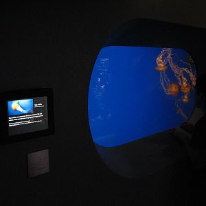 California Coast - Sea Nettle Exhibit