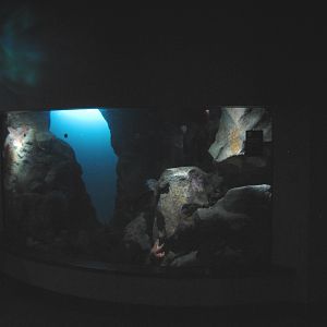 California Coast - Giant Pacific Octopus Exhibit