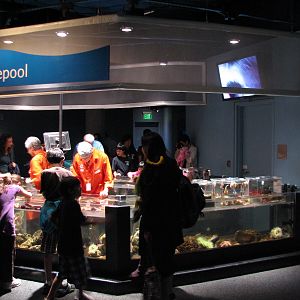 California Coast - Discovery Tidepool