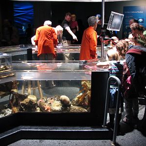California Coast - Discovery Tidepool