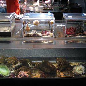 California Coast - Discovery Tidepool