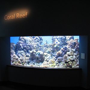 Coral Reef - Coral Reef Exhibit