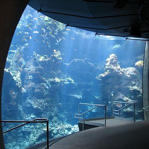 Coral Reef - Philippine Coral Reef Main Tank Viewing Area