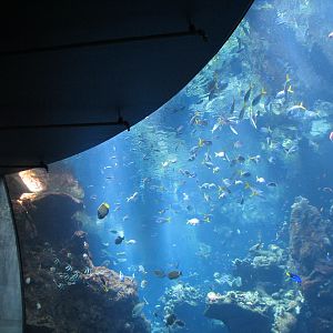Coral Reef - Philippine Coral Reef Main Tank
