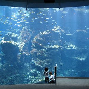 Coral Reef - Philippine Coral Reef Main Tank