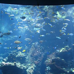 Coral Reef - Philippine Coral Reef Main Tank