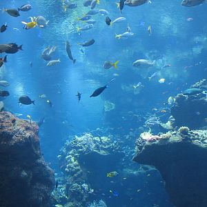 Coral Reef - Philippine Coral Reef Main Tank