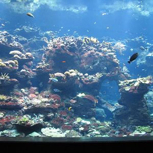 Coral Reef - Philippine Coral Reef Main Tank