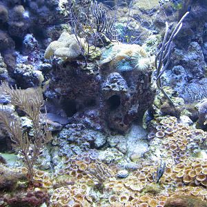 Coral Reef - Philippine Coral Reef Main Tank