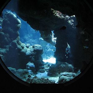 Coral Reef - Philippine Coral Reef Main Tank