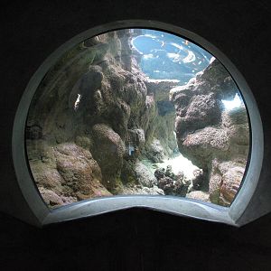 Coral Reef - Philippine Coral Reef Main Tank - Garden Eel Viewing Area