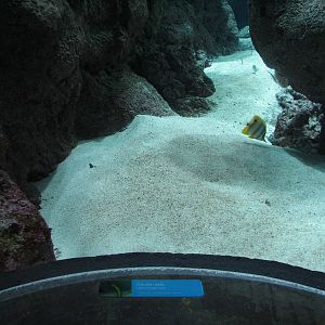 Coral Reef - Philippine Coral Reef Main Tank - Garden Eel Viewing Area