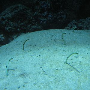 Coral Reef - Philippine Coral Reef Main Tank - Garden Eels