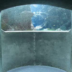 Coral Reef - Philippine Coral Reef Main Tank - Garden Eel Viewing Area