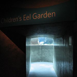 Coral Reef - Philippine Coral Reef Main Tank - Garden Eel Viewing Area