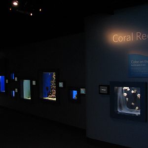 Coral Reef - Exhibits
