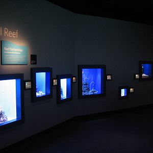 Coral Reef - Reef Partnerships Exhibits