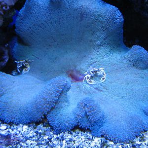 Coral Reef - Reef Partnerships Exhibits - Carpet Anemone and Anemone Crab E