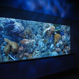 Coral Reef - Zebra Moray, Snowflake Moray, Whitemouth Moray, Laced Moray Ee