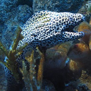 Coral Reef - Zebra Moray, Snowflake Moray, Whitemouth Moray, Laced Moray Ee