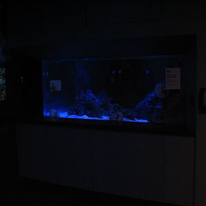 Coral Reef - Chambered Nautilus Exhibit