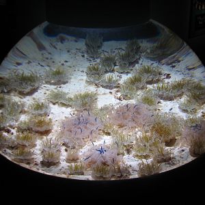 Coral Reef - Upside Down Jellyfish Exhibit