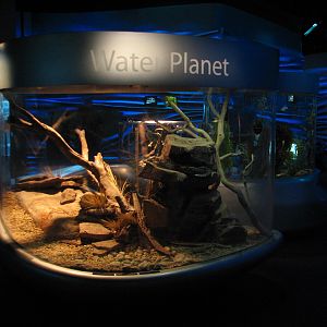 Water Planet - Black-headed Python, Woma Python, and Centralian Carpet Pyth