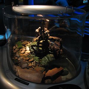 Water Planet - Vietnamese Mossy Frog Exhibit