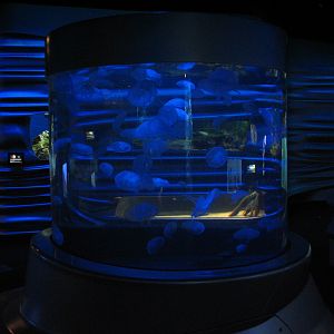 Water Planet - Moon Jelly Exhibit
