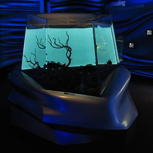 Water Planet - Yellow Perch Exhibit