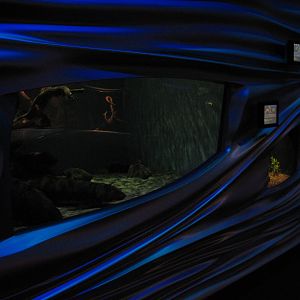 Water Planet - Australian Lungfish Exhibit